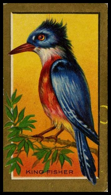 78 Kingfisher